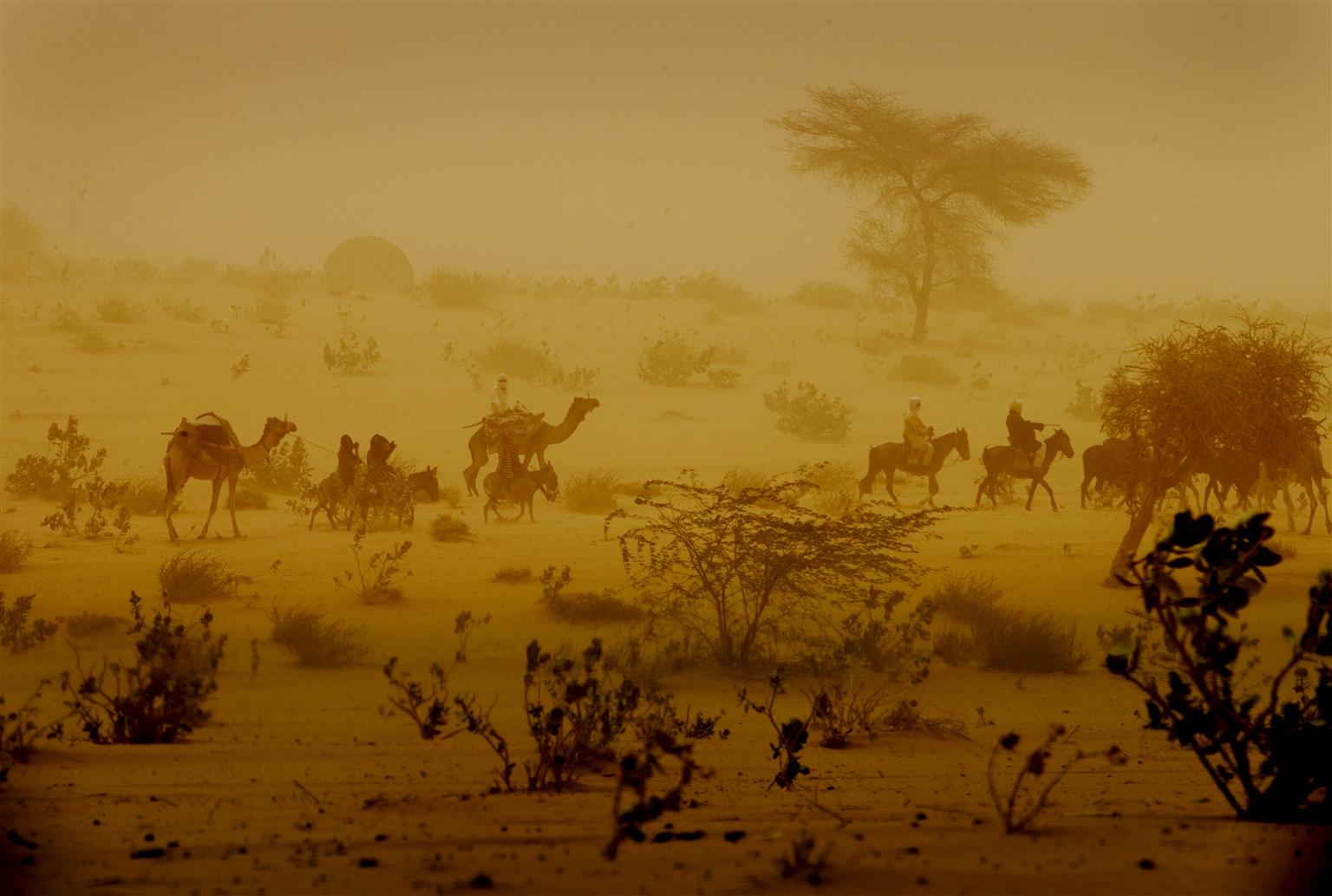 On 3 March, men on camels and donkeys travel through a dust storm in the desert near the western city of Mao, Kanem Region. From 28 Feuary to 6 March 2010, UNICEF Goodwill Ambassador Mia Farrow visited Chad to raise awareness of the importance of immunizing children against polio. Her visit coincided with the 6 March launch of a national immunization campaign aimed at 2.2 million children under five. It is one of 16 synchronized polio vaccination campaigns that were being launched throughout West Africa on that date. Polio cases in Chad are of particular concern because the country has been a major conduit for the diseases spread to other countries. Between 2004 and 2006, an outeak spread from Chad to Sudan, Ethiopia, Somalia, Eritrea, Kenya, Saudi Arabia, Yemen and Indonesia. This strain of polio virus originated from Nigeria, one of four countries in the world where the disease is still endemic. A 2007 outeak, also originating in Nigeria, continues to infect Chadian children, in large part because of poor immunization coverage. Most cases in Chad have occurred in NDjamena, the capital, where more than half of all children are routinely missed in vaccination campaigns. Ms. Farrow met with government officials, representatives from the World Health Organization (WHO) and UNICEF, and local leaders, and visited polio vaccination teams to support the campaign. She also visited a displacement camp in the eastern town of Goz Beïda and a therapeutic feeding centre in the western city of Mao, and attended the campaigns launch ceremony in NDjamena. The synchronized campaigns are supported by the Global Polio Eradication Initiative, which is spearheaded by WHO, Rotary International, the United States' Centers for Disease Control and Prevention (CDC) and UNICEF. The initiative is also supported by diverse governments, the European Commission, NGOs and other partners.